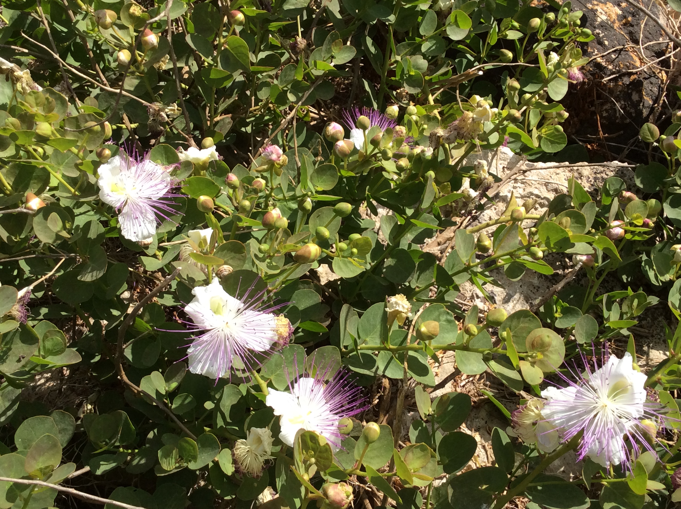 Pantelleria: il bel fiore del cappero